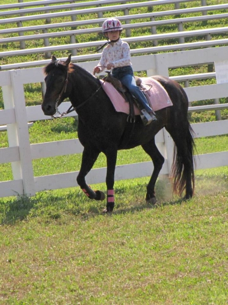2013-clark-county-horse-show-2