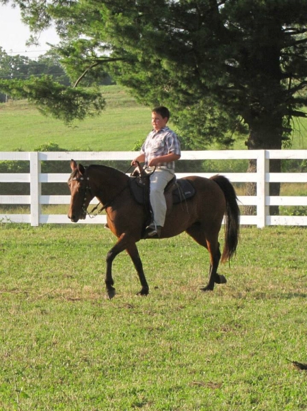 2013-clark-county-horse-show-48