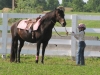 2013-clark-county-horse-show-1