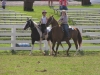 2013-clark-county-horse-show-20