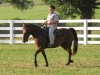 2013-clark-county-horse-show-48