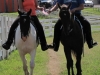 2013-clark-county-horse-show-51