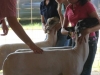 clark-county-fair-2013-172