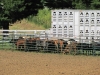 clark-county-fair-2013-19